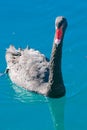 Black swan bird water Royalty Free Stock Photo