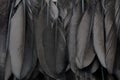 Black crow feathers texture background detail