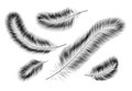 Black feathers on a white background