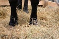 Black feet of the horse standing on the straw in the paddock on the farm