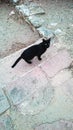 Black feline Royalty Free Stock Photo
