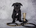 Black female American Staffordshire Bull Terrier dog puppy with big collar on gray background Royalty Free Stock Photo