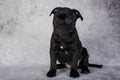 Black female American Staffordshire Bull Terrier dog puppy on gray background Royalty Free Stock Photo