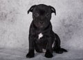 Black female American Staffordshire Bull Terrier dog puppy on gray background Royalty Free Stock Photo