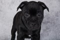 Black female American Staffordshire Bull Terrier dog puppy on gray background Royalty Free Stock Photo