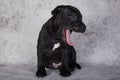 Black female American Staffordshire Bull Terrier dog puppy on gray background Royalty Free Stock Photo