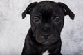 Black female American Staffordshire Bull Terrier dog puppy on gray background Royalty Free Stock Photo