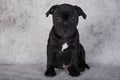 Black female American Staffordshire Bull Terrier dog puppy on gray background Royalty Free Stock Photo