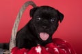 Black female American Staffordshire Terrier dog or AmStaff puppy on red background Royalty Free Stock Photo