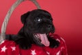 Black female American Staffordshire Terrier dog or AmStaff puppy on red background Royalty Free Stock Photo