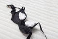 black female bra with cotton wool inside. Small female breast concept, female breast augmentation, close-up Royalty Free Stock Photo