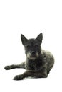Black female Dutch Shepherd facing camera isolated in white background Royalty Free Stock Photo