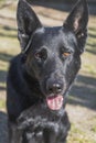 Black female german shepherd dog pure breed