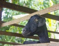 Black female goat in a pen