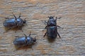 Black female unicorn beetles