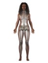 a black females skeletal system Royalty Free Stock Photo