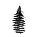 Black Fern leaf silhouette. Royalty Free Stock Photo