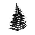 Black Fern leaf silhouette. Royalty Free Stock Photo
