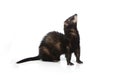 Black ferret on white background posing for portrait in studio Royalty Free Stock Photo