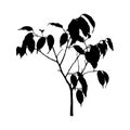 Black Ficus plant Silhouette isolated on white background. Vector Illustration