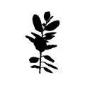 Black Ficus plant Silhouette isolated on white background. Vector Illustration