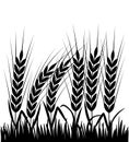 Black field silhouette with ears of wheat and grass. flat vector illustration