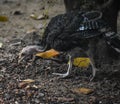 A black fighter chick wandering in the garden in goa india