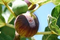 Figs on the tree Royalty Free Stock Photo