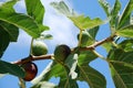 Black figs on the tree Royalty Free Stock Photo