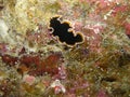 Black Fijian Flatworm with orange edge Royalty Free Stock Photo