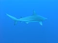 Black fin ocean Shark in deep