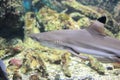 Black fin shark Royalty Free Stock Photo