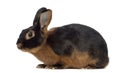 Black fire Rabbit isolated on white Royalty Free Stock Photo