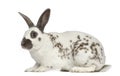 Black fire rabbit isolated on white Royalty Free Stock Photo