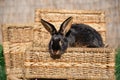 Black-fire Tan , dwarf rabbit sitting on a wicker basket on a sunny day before Easter Royalty Free Stock Photo