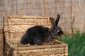 Black-fire Tan , dwarf rabbit sitting on a wicker basket on a sunny day before Easter Royalty Free Stock Photo