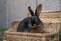 Black-fire Tan , dwarf rabbit sitting on a wicker basket on a sunny day before Easter Royalty Free Stock Photo