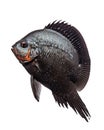 black fish isolated on white background. Royalty Free Stock Photo