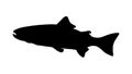 black fish silhouette isolated on a white background Royalty Free Stock Photo