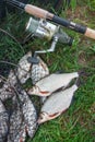 Black fishing net with catched freshwater fish and two white bream or silver fish on green grass. Fishing rod with reel and fresh Royalty Free Stock Photo