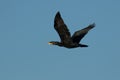Black flapping cormorant (Phalacrocorax carbo) flying in the blue sky Royalty Free Stock Photo