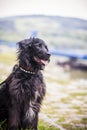 Flat coated retriever portrait in the nature Royalty Free Stock Photo