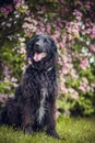 Black flat coated retriever sitting in nature Royalty Free Stock Photo