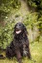 Black flat coated retriever enjoying the nature