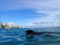 Black Flat Haired Retriever Dog swims in the Waikiki ocean with tennis ball in mouth Royalty Free Stock Photo