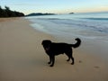 Black Flat Haired Retriever stands on Waimanalo Beach at Dusk Royalty Free Stock Photo