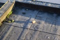 bird food apple on a frozen roof Royalty Free Stock Photo