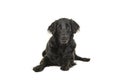 Black flatcoat retriever dog lying down looking at camera Royalty Free Stock Photo