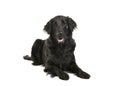 Black flatcoat retriever dog lying down looking at camera Royalty Free Stock Photo