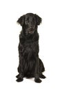 Black flatcoat retriever dog sitting isolated on a white background Royalty Free Stock Photo